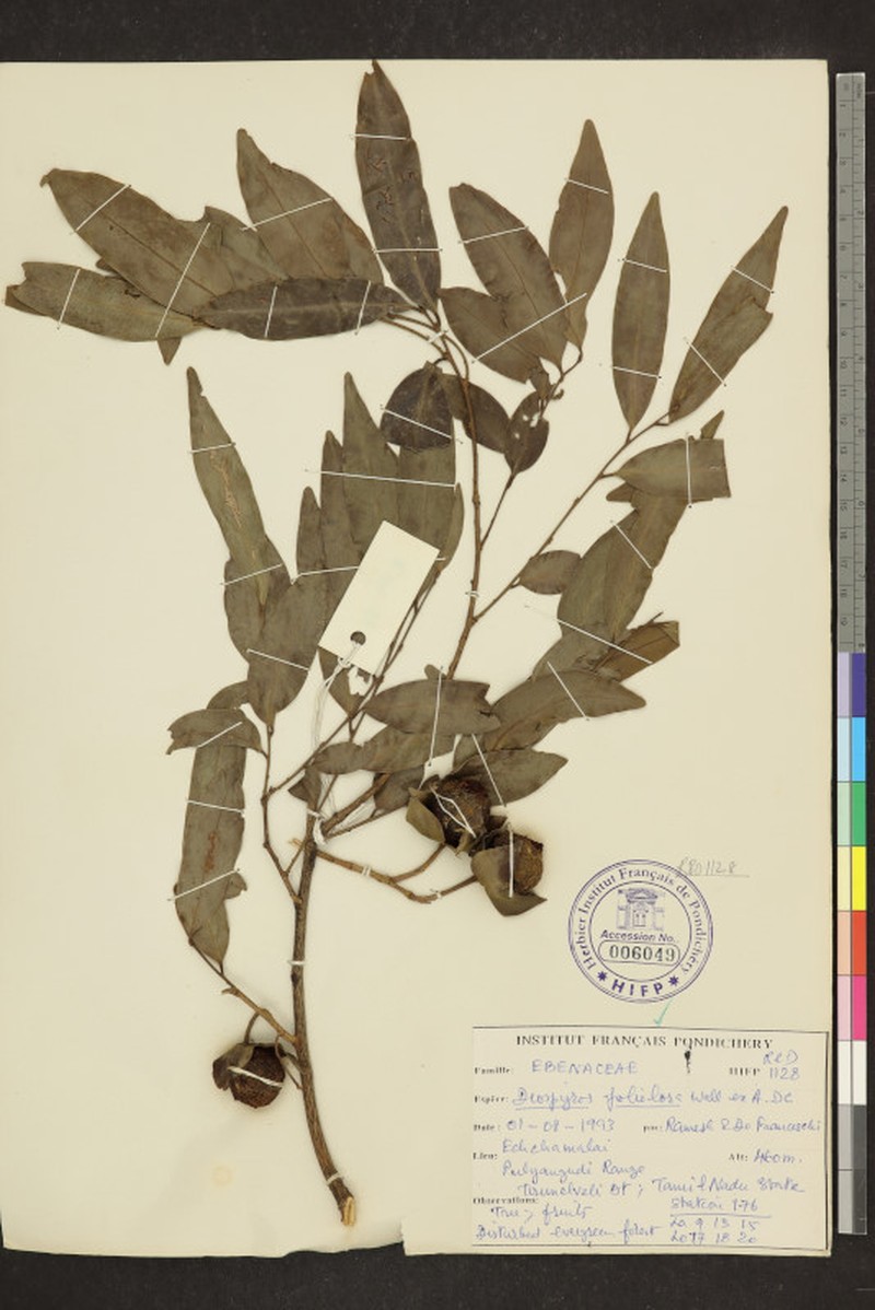 Diospyros foliolosa photo 8