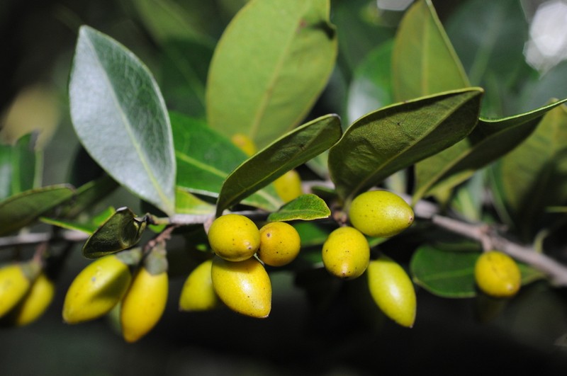 Diospyros foliosa