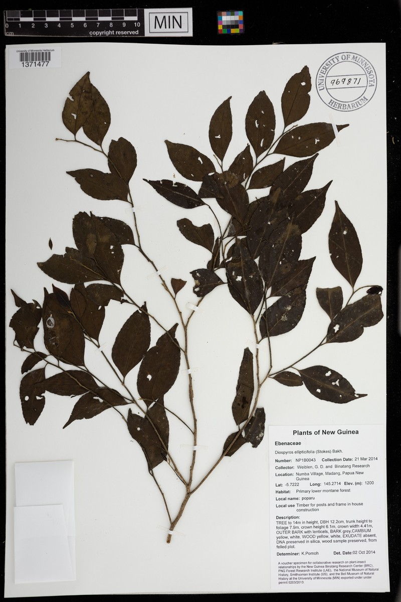Diospyros foliosa photo 3