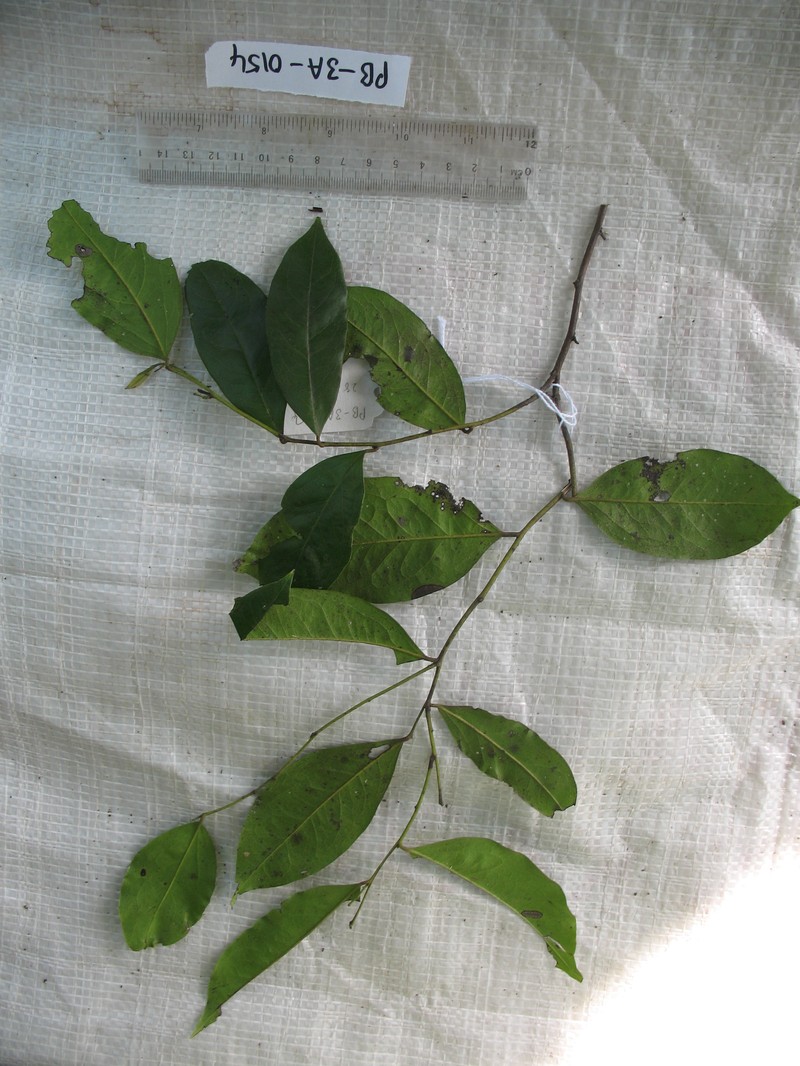 Diospyros foliosa photo 4