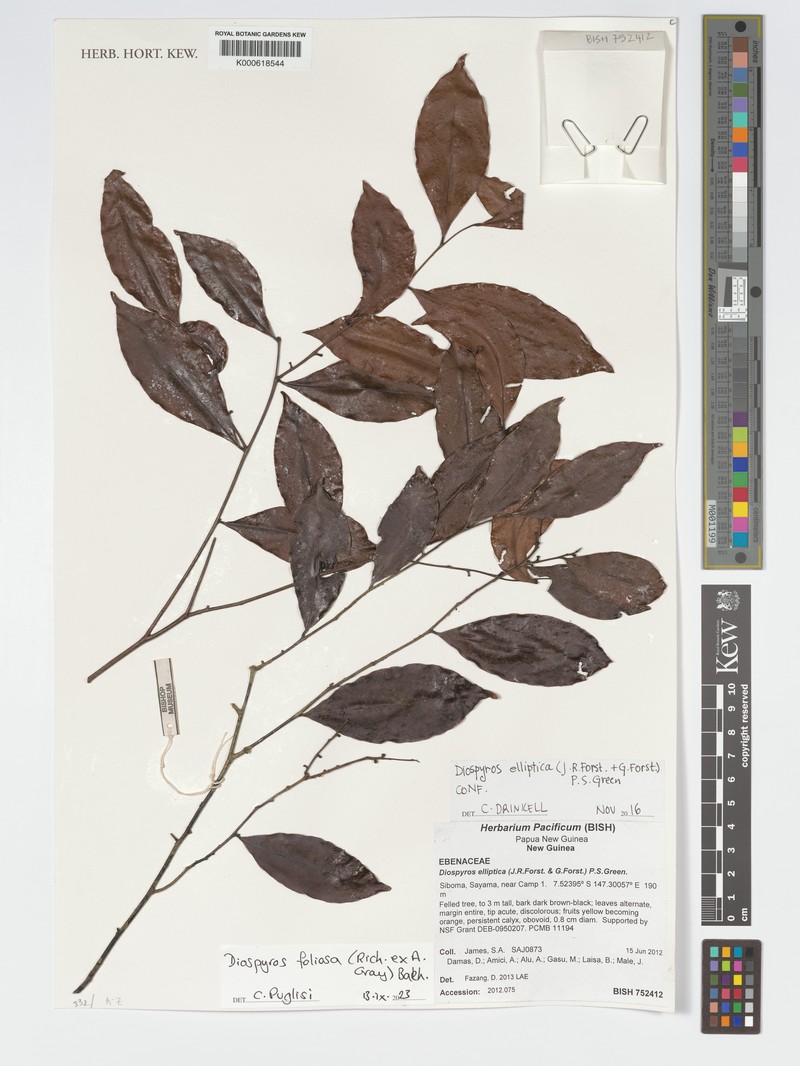 Diospyros foliosa photo 5