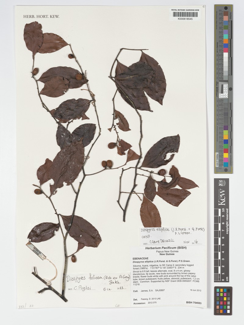 Diospyros foliosa photo 6