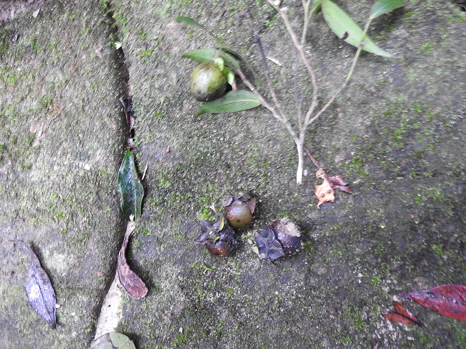 Diospyros foliosa photo 2