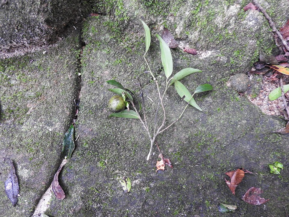Diospyros foliosa