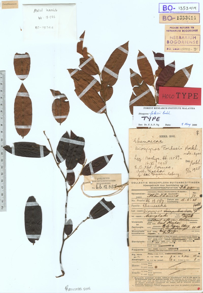 Diospyros forbesii