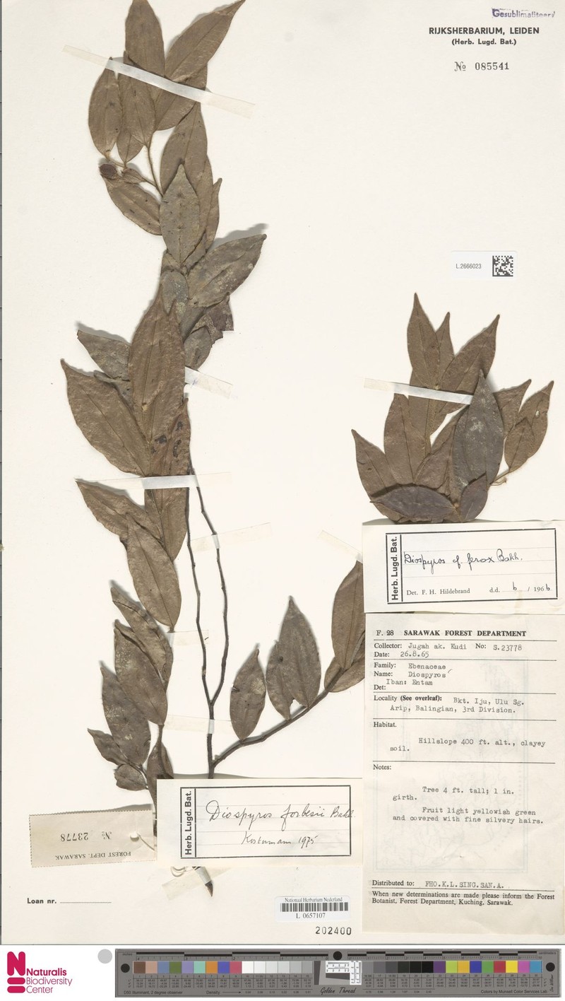 Diospyros forbesii photo 2