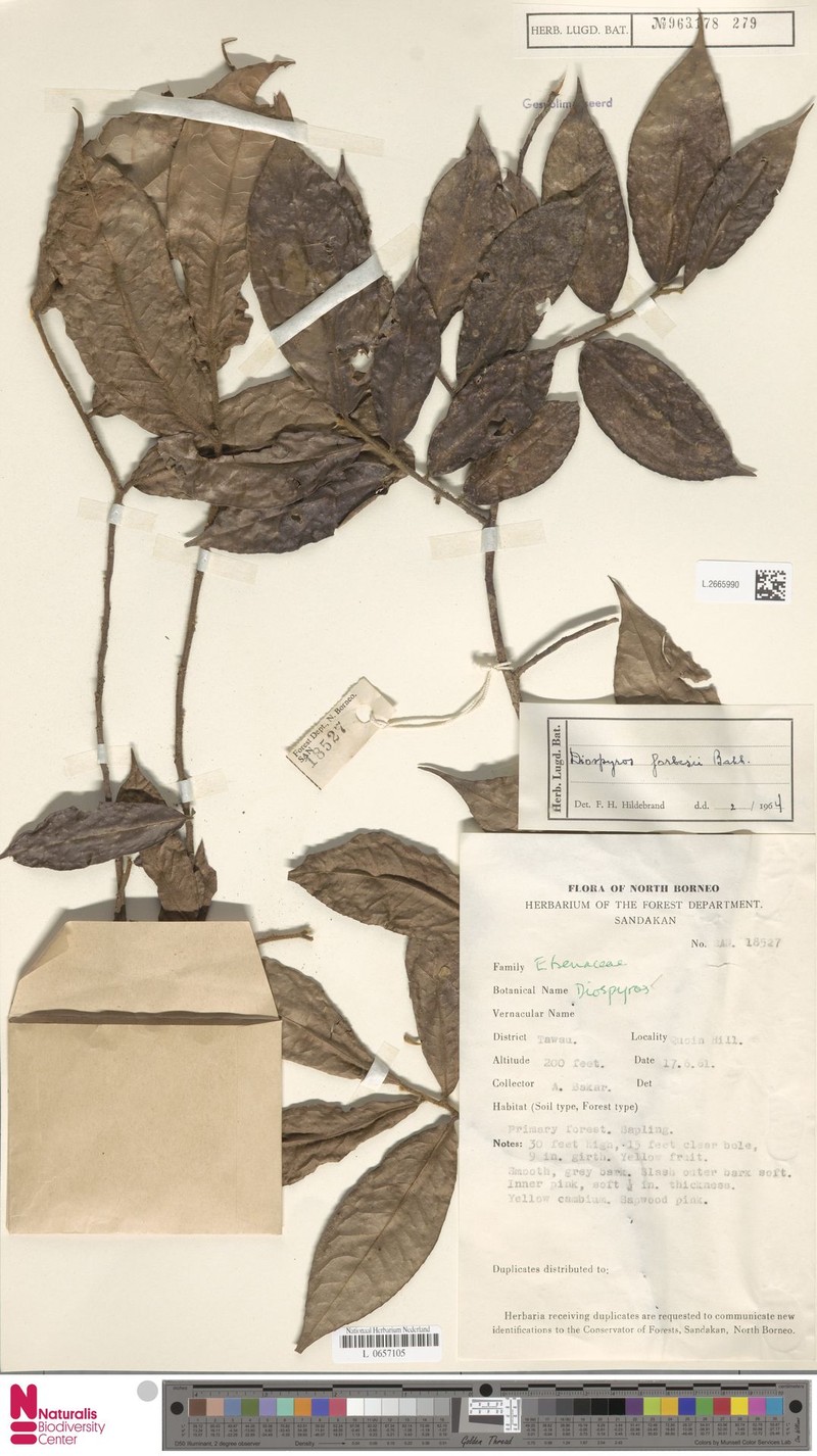 Diospyros forbesii photo 3