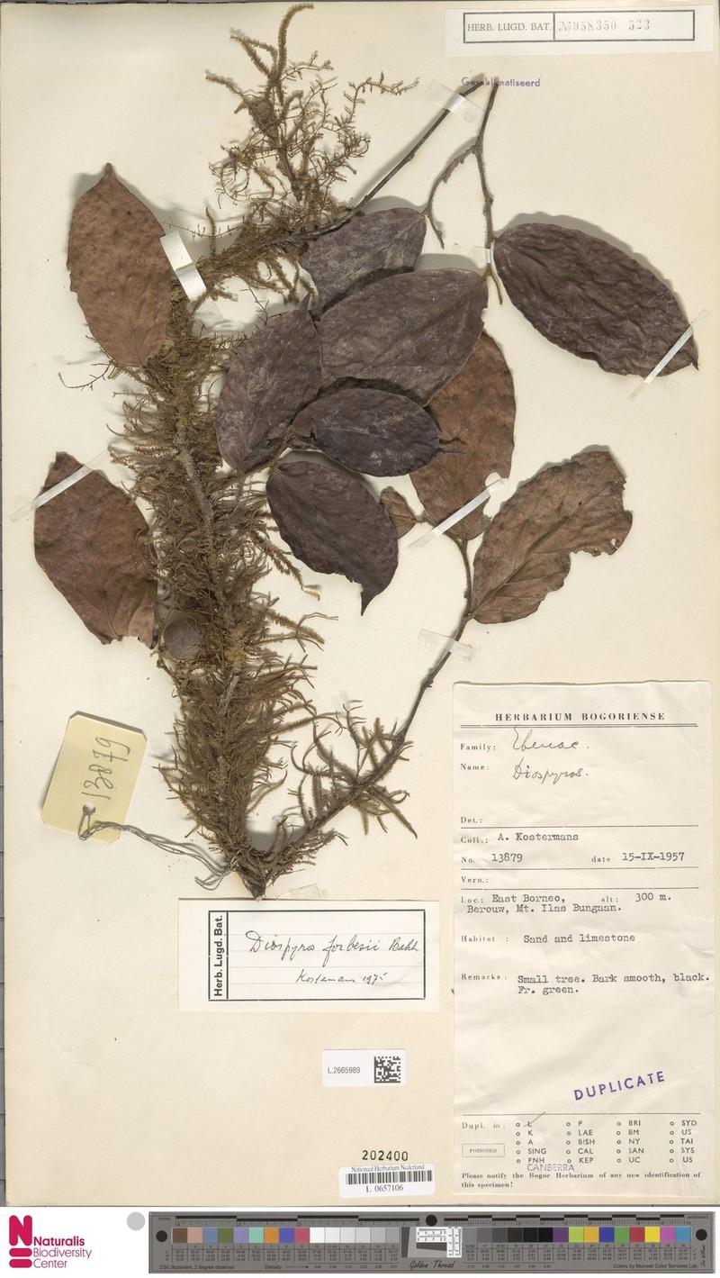 Diospyros forbesii photo 4