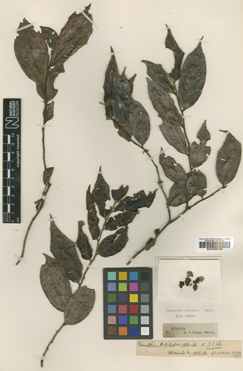 Diospyros forbesii photo 5