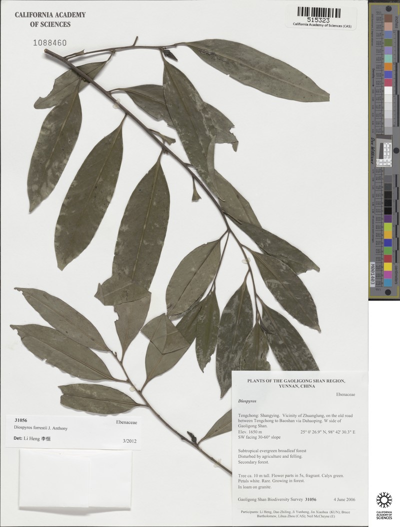 Diospyros forrestii