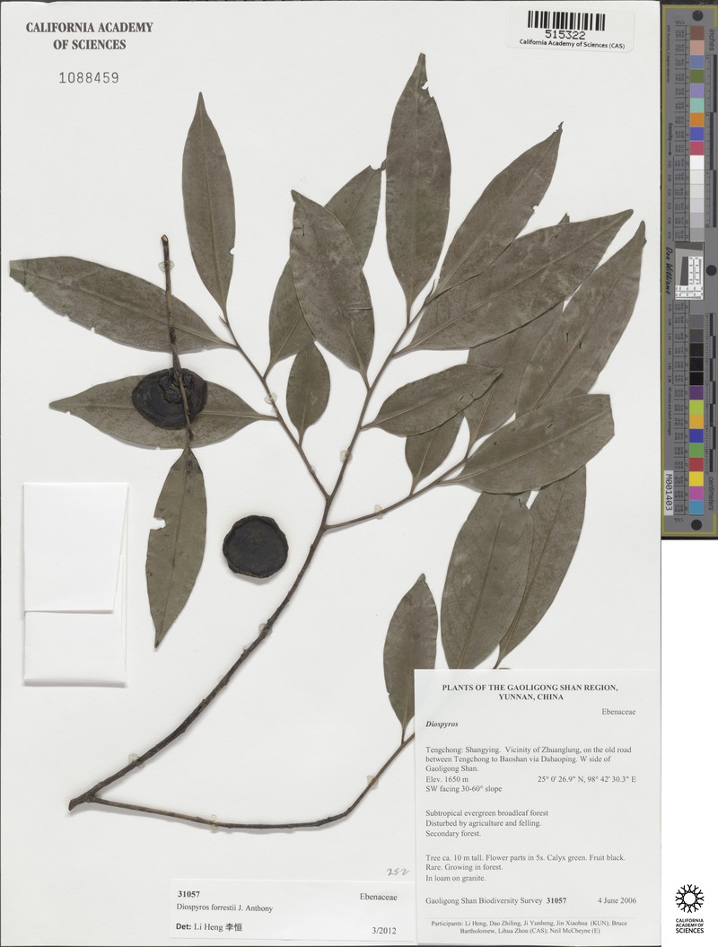 Diospyros forrestii photo 2