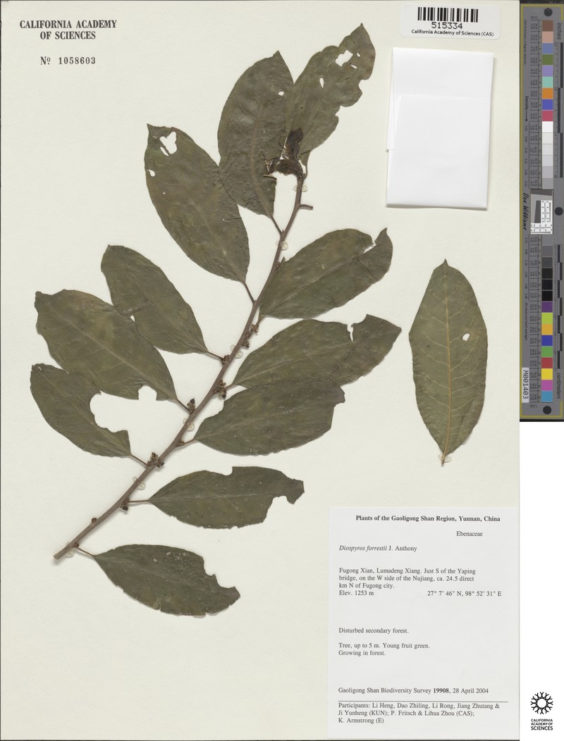 Diospyros forrestii photo 3