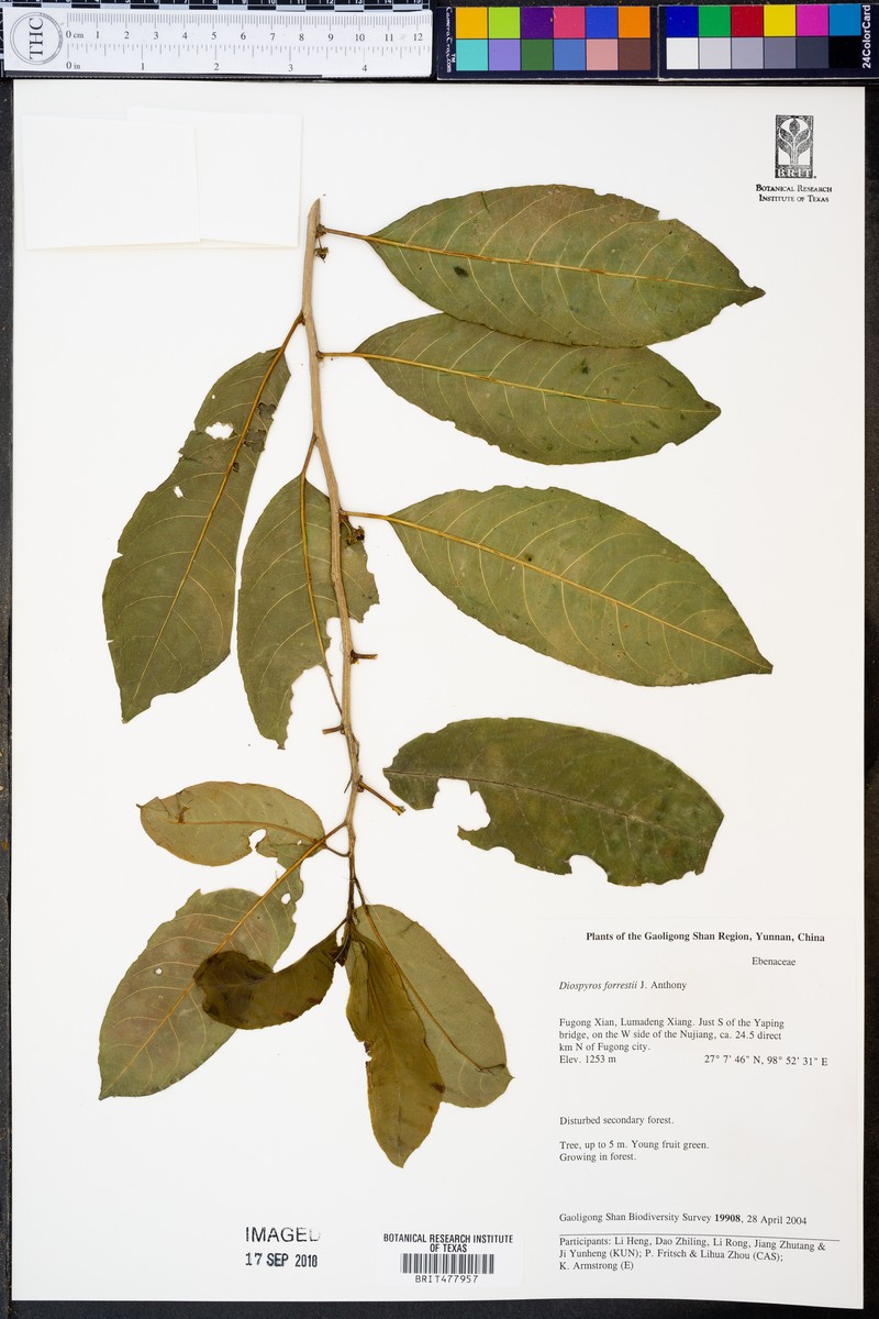 Diospyros forrestii photo 4