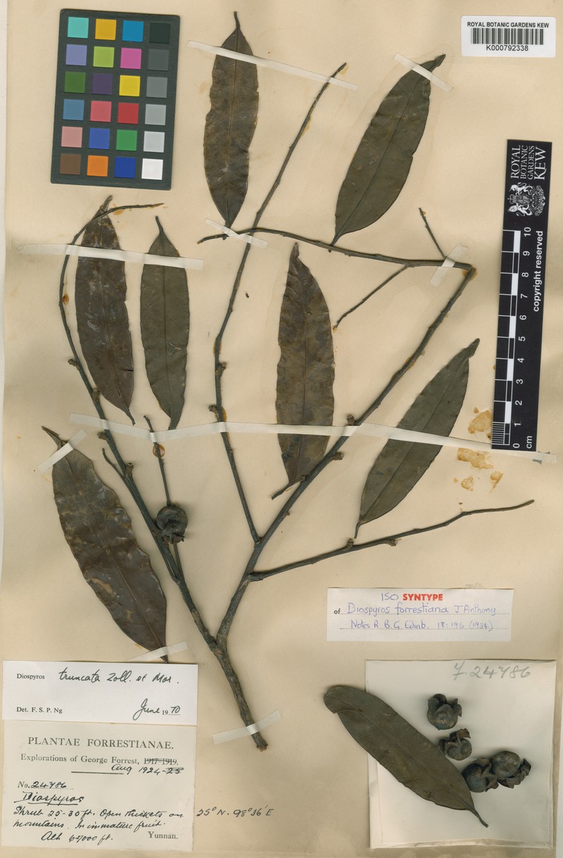 Diospyros forrestii photo 5