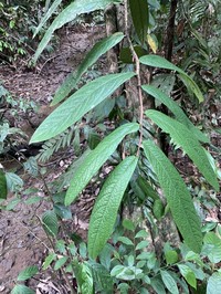Diospyros foxworthyi