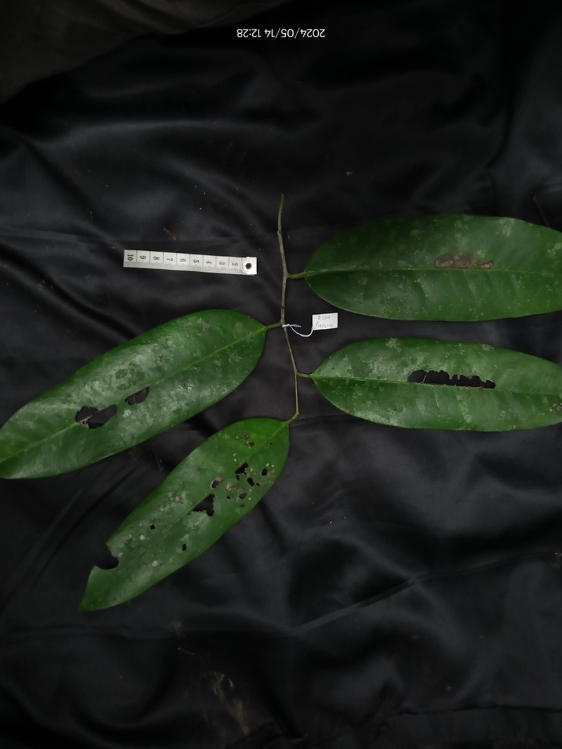Diospyros foxworthyi photo 3