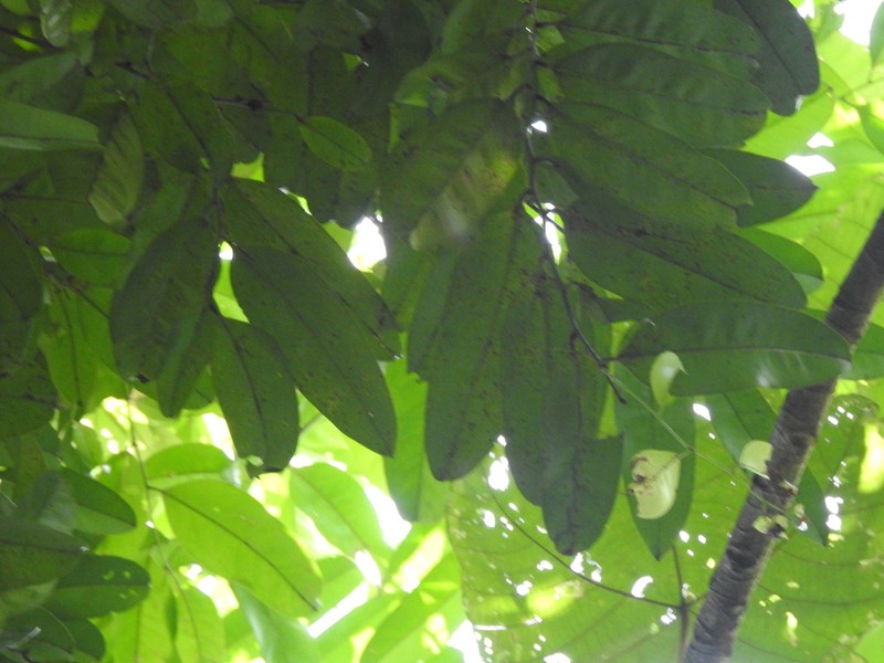 Diospyros foxworthyi photo 4