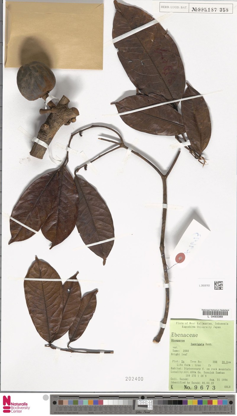Diospyros foxworthyi photo 5