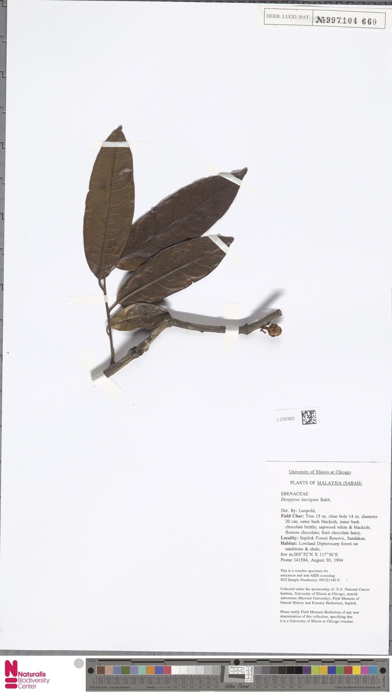 Diospyros foxworthyi photo 6