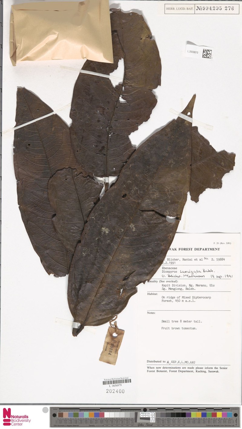 Diospyros foxworthyi photo 7