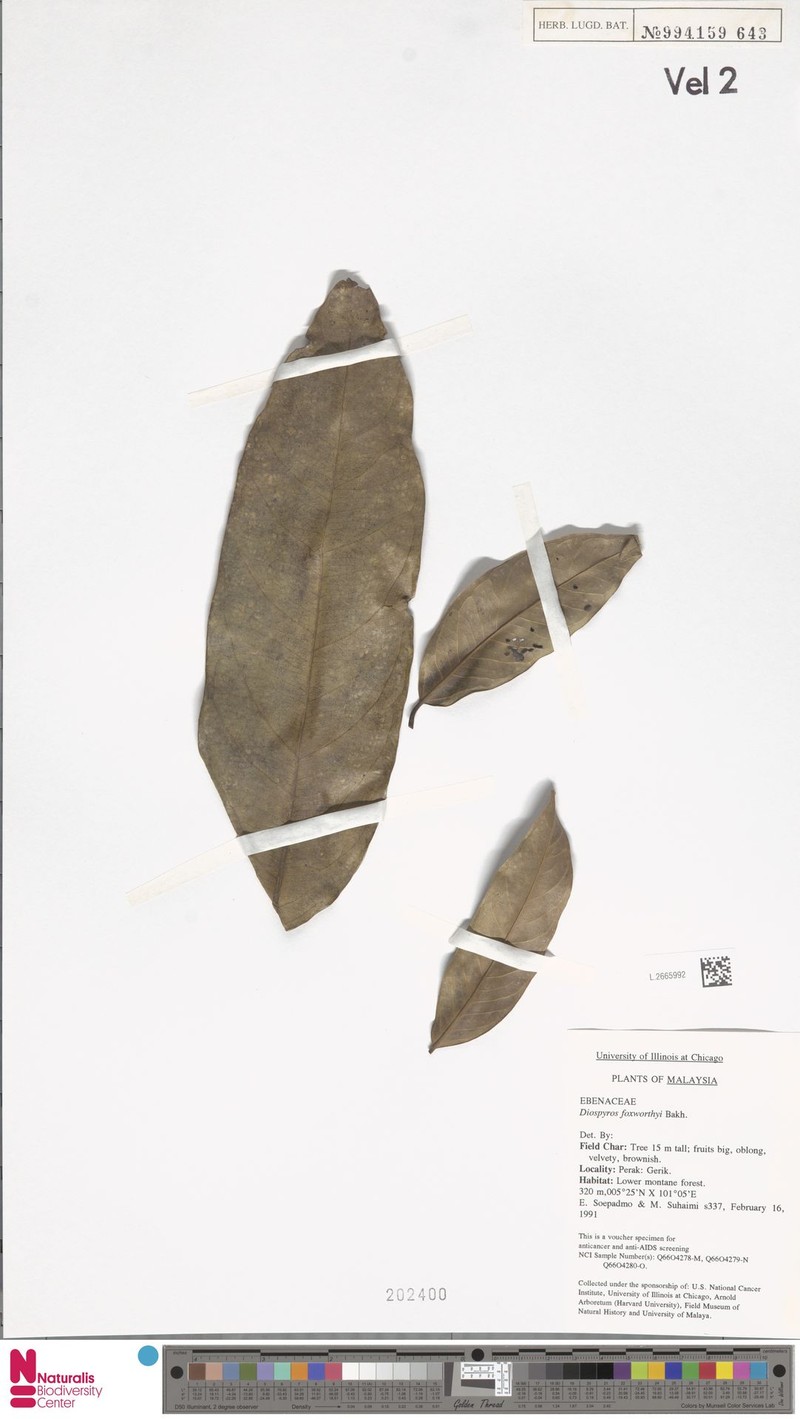 Diospyros foxworthyi photo 8
