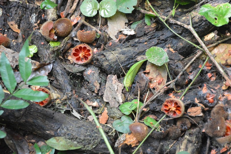 Diospyros fragrans