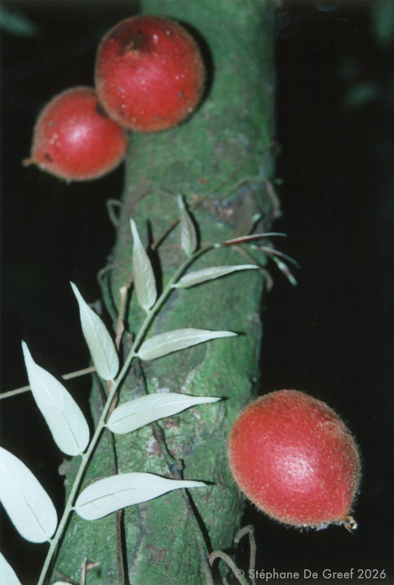Diospyros fragrans photo 2