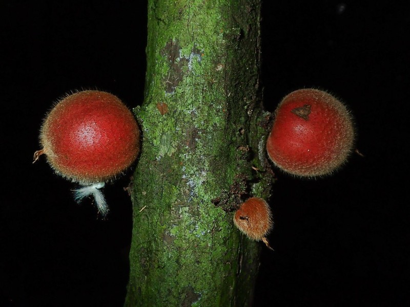 Diospyros fragrans photo 3