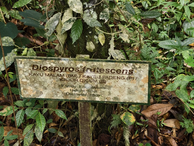 Diospyros frutescens photo 2