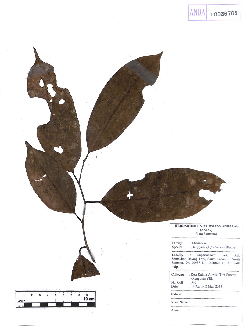 Diospyros frutescens photo 3