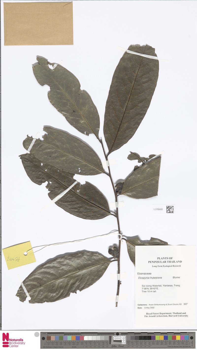 Diospyros frutescens photo 4