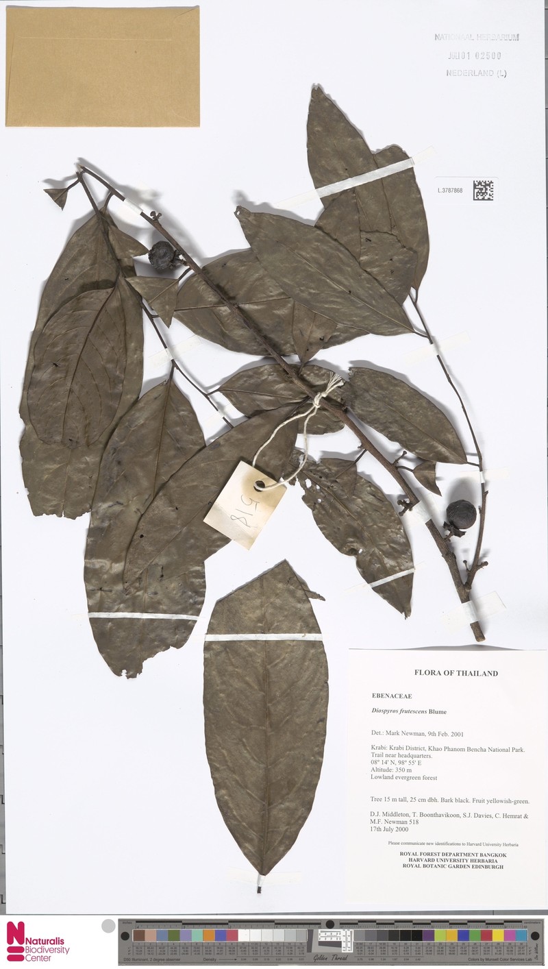Diospyros frutescens photo 5