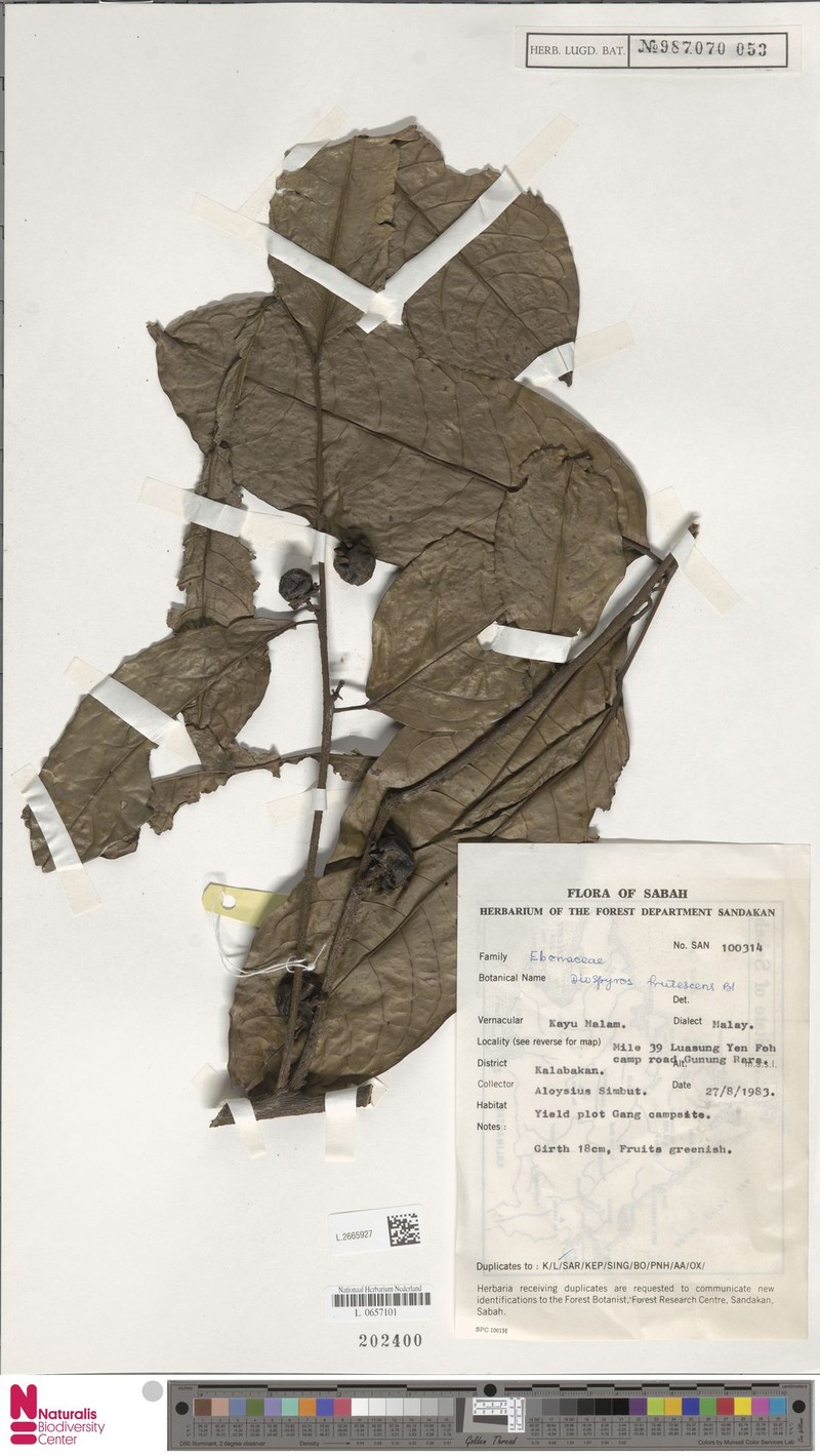 Diospyros frutescens photo 6