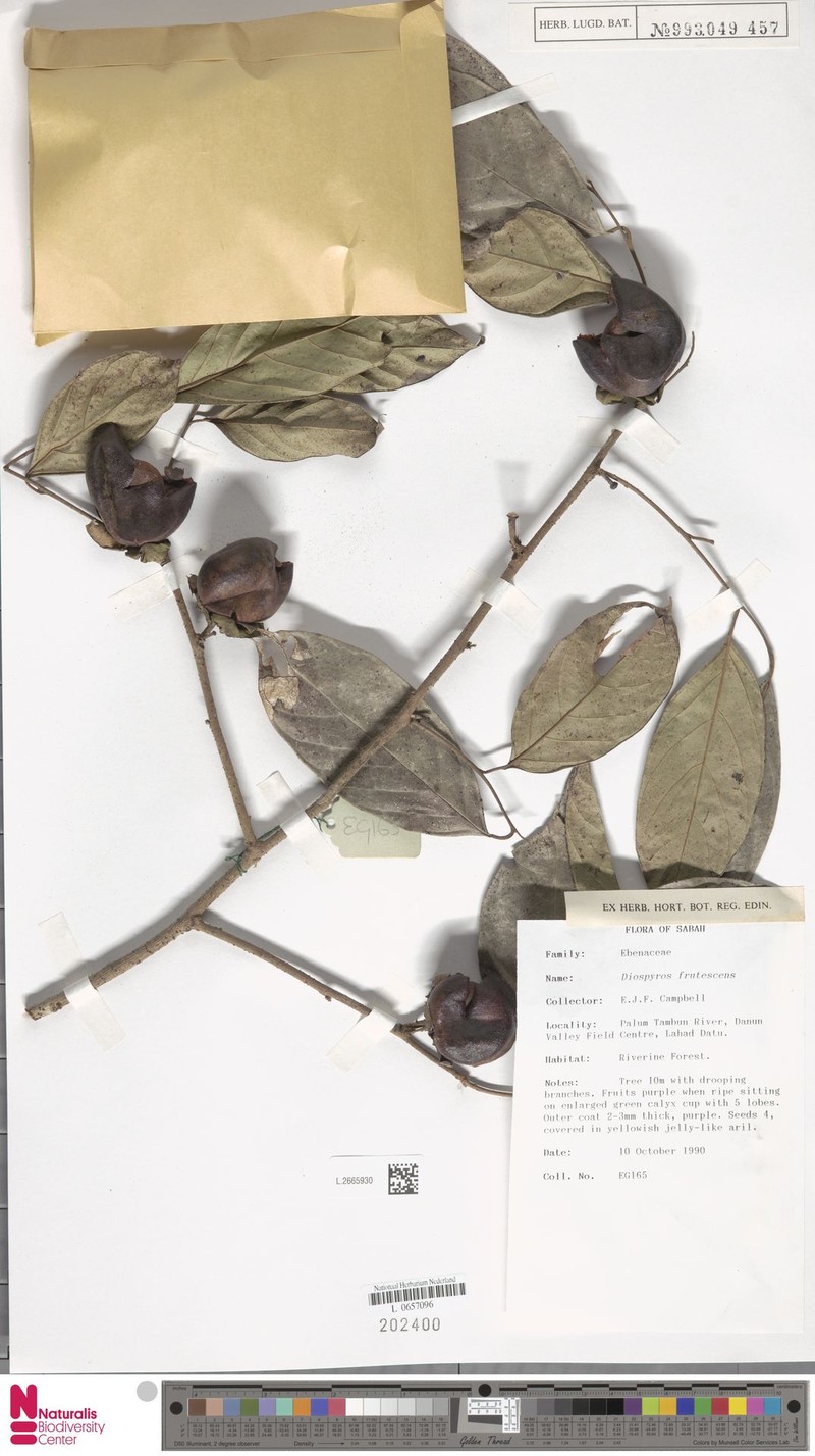 Diospyros frutescens photo 7