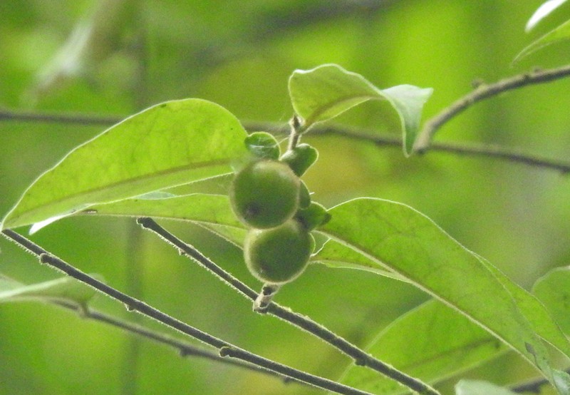 Diospyros fulvopilosa