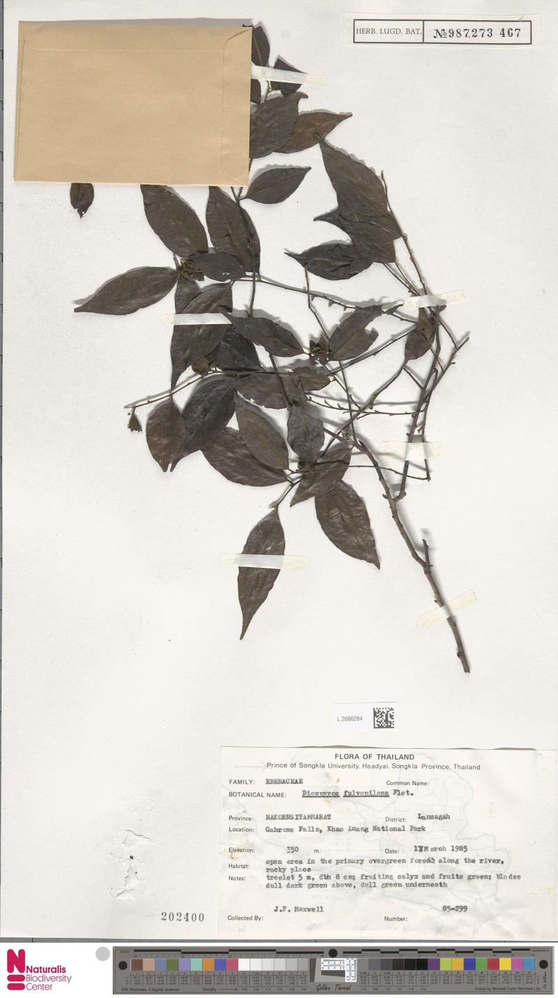 Diospyros fulvopilosa photo 2