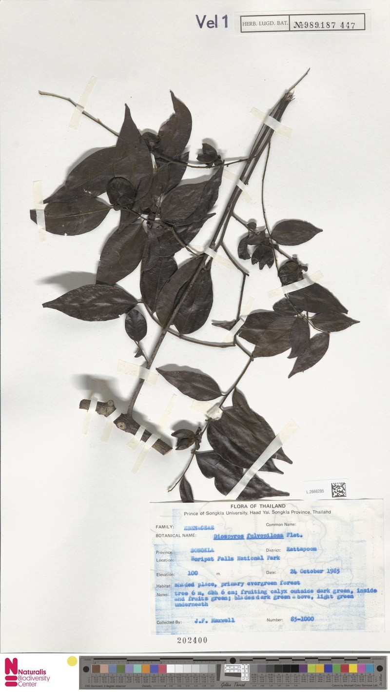 Diospyros fulvopilosa photo 3