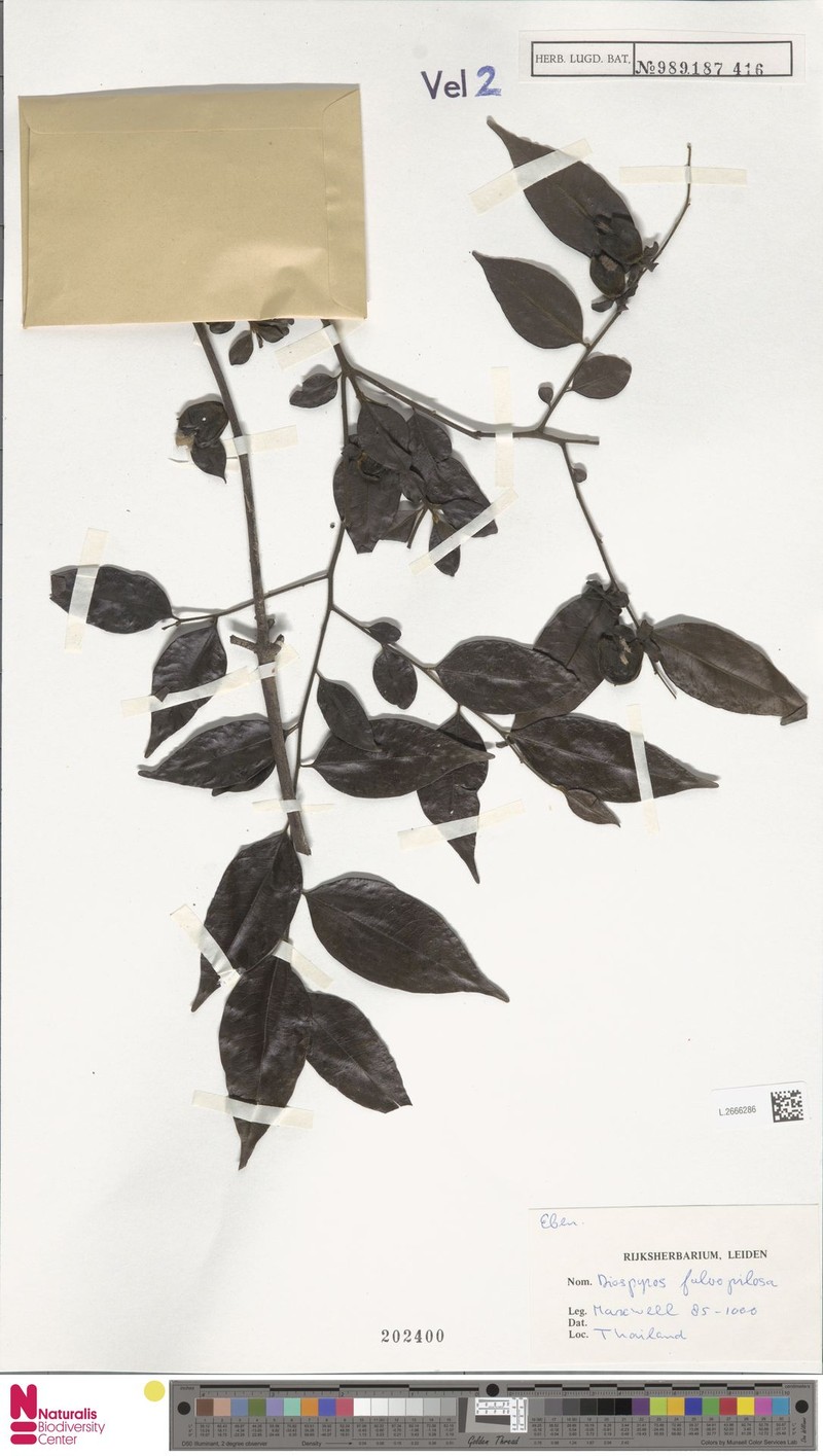 Diospyros fulvopilosa photo 4