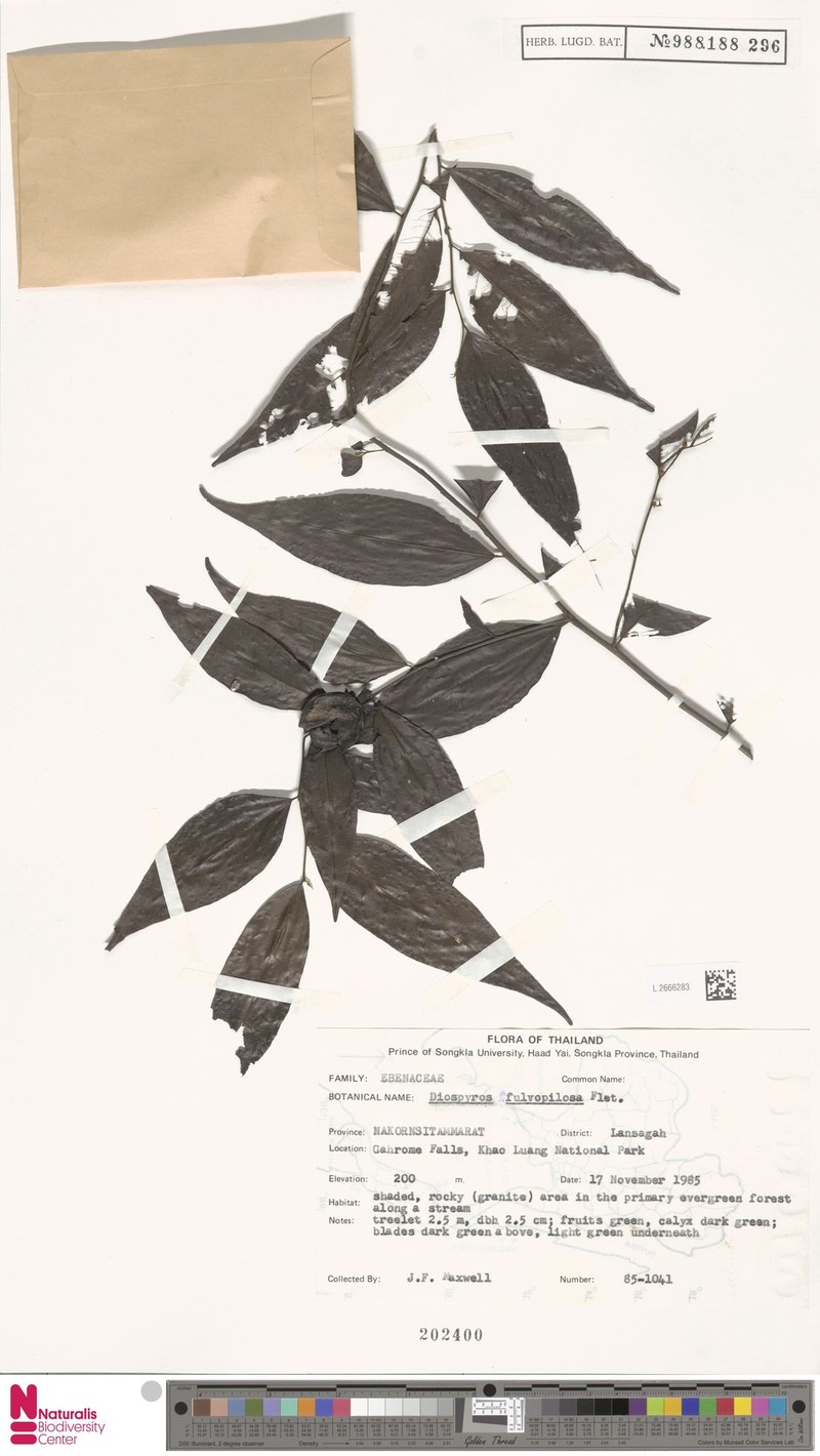 Diospyros fulvopilosa photo 5