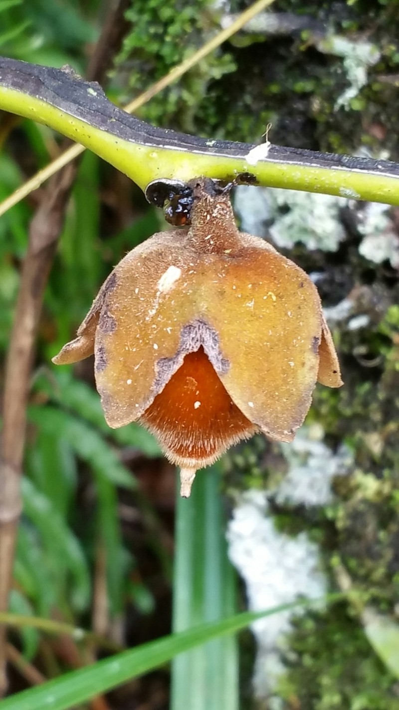 Diospyros fuscovelutina