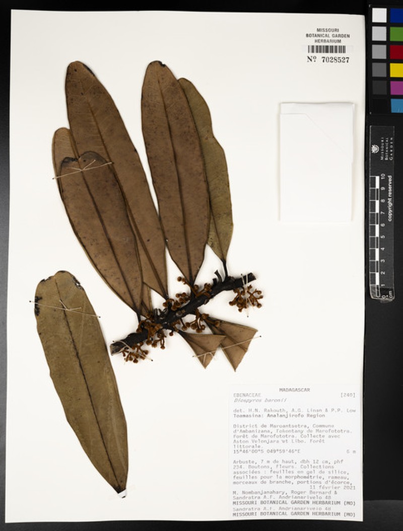 Diospyros fuscovelutina photo 8