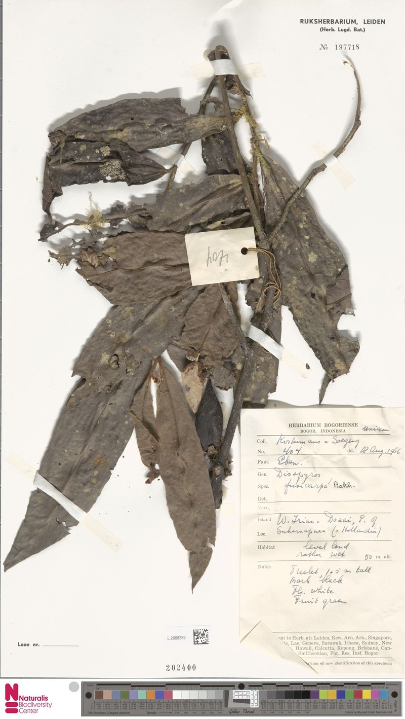 Diospyros fusicarpa