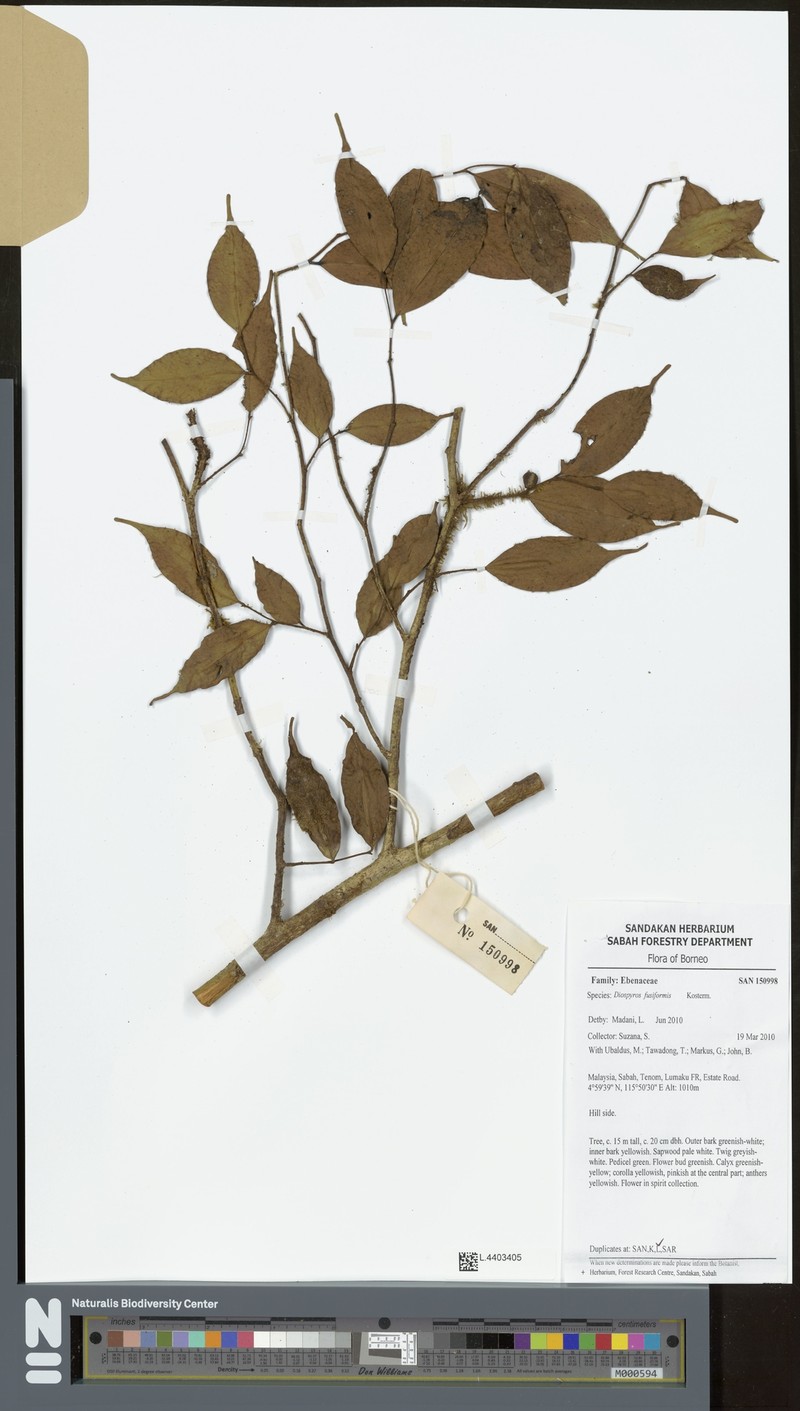 Diospyros fusiformis
