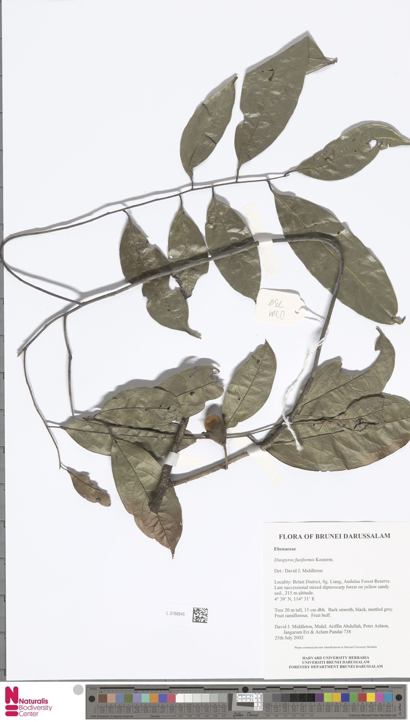 Diospyros fusiformis photo 2