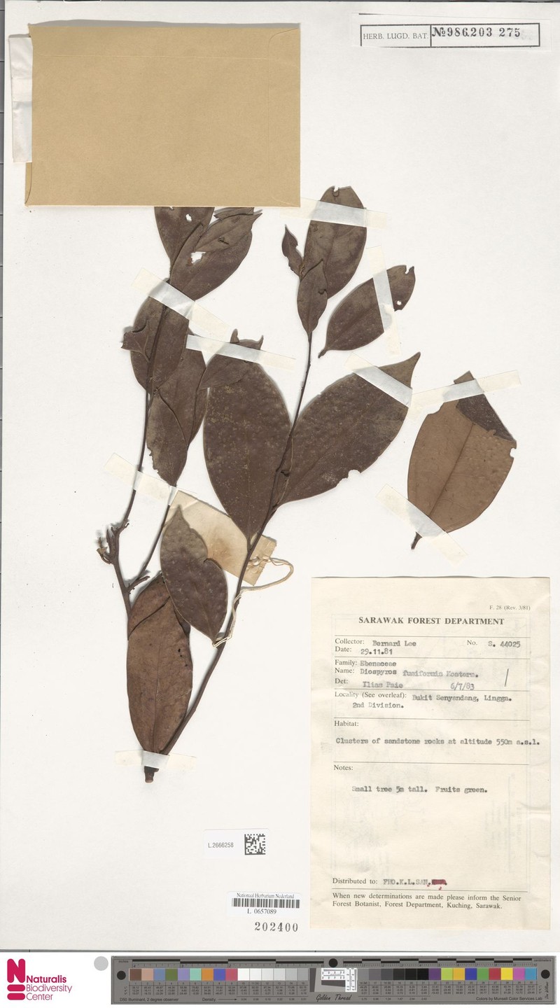 Diospyros fusiformis photo 3