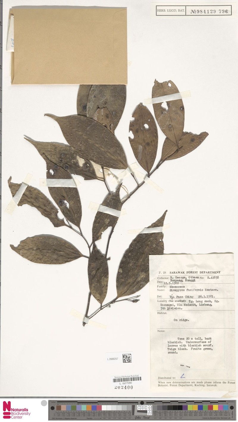 Diospyros fusiformis photo 4
