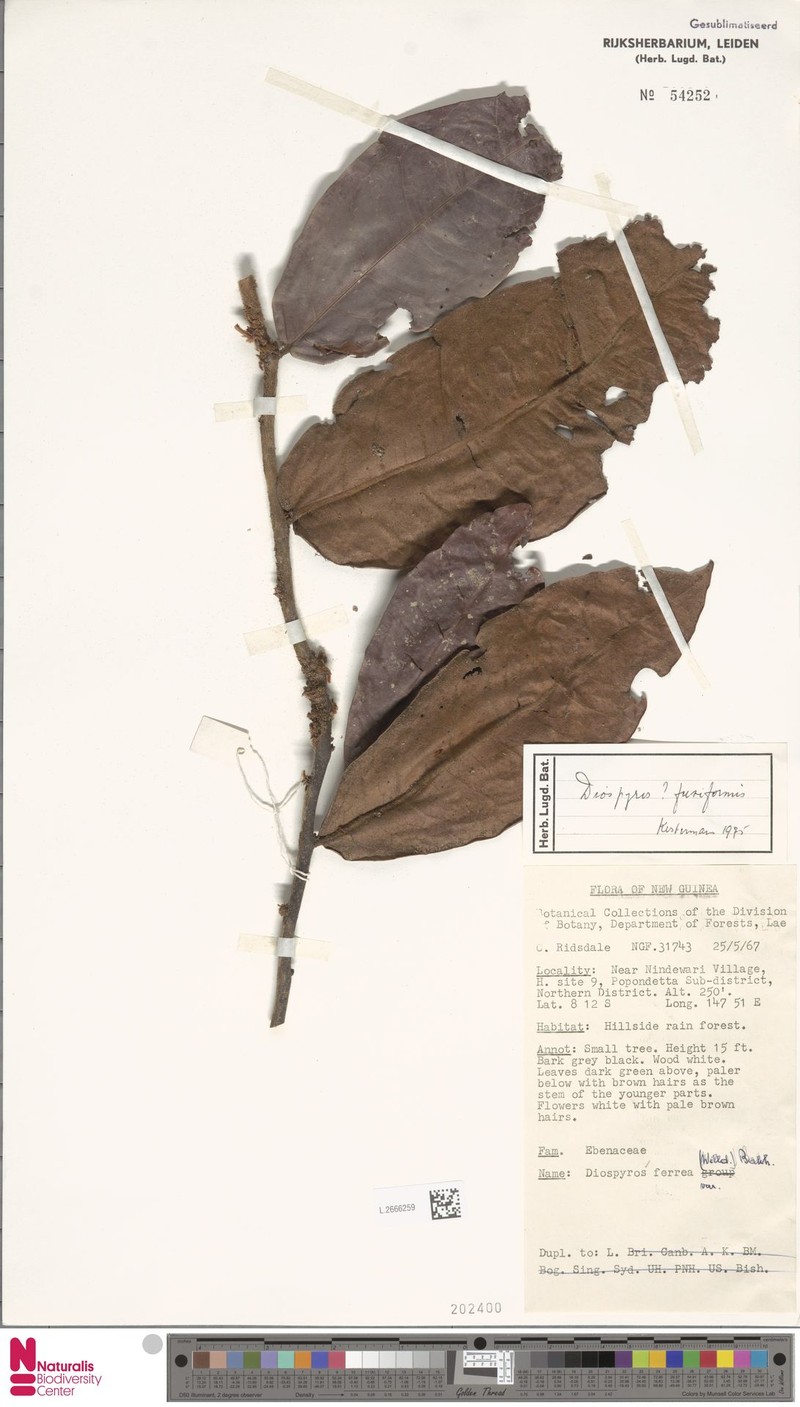 Diospyros fusiformis photo 5