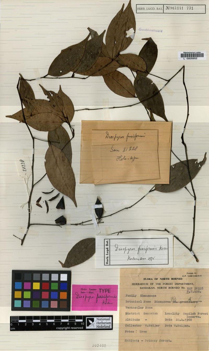 Diospyros fusiformis photo 6