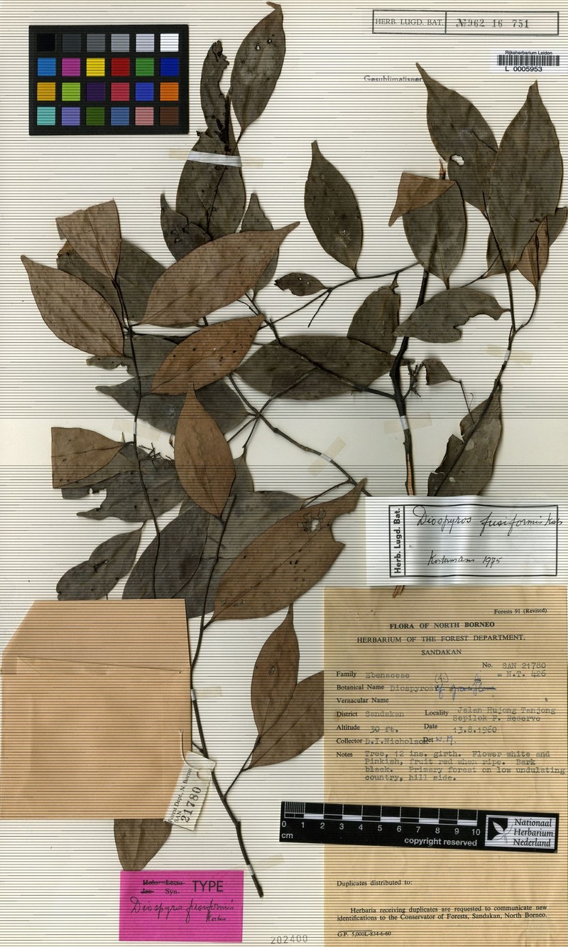 Diospyros fusiformis photo 7