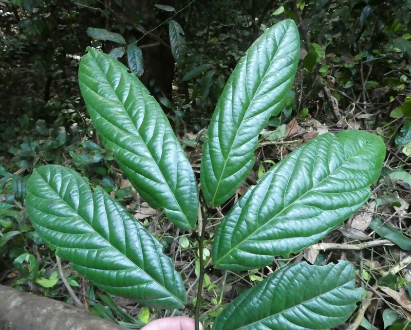 Diospyros gabunensis